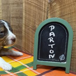 Parton - Brown and white female Aussiedoodle puppy in Lavonia, Georgia from H & A Kennels