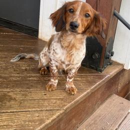 Teddy - Dachshund