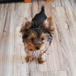 Yorkshire Terriers from Brenda's Yorkies