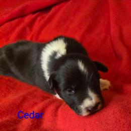 Cedar - Black and white male Border Collie puppy in Gaffney, South Carolina from On the Lamb