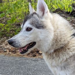Precious - Siberian Husky