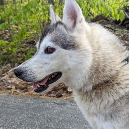 Precious - Siberian Husky