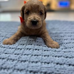 Orange Female- minigoldendoodle - Red  female Goldendoodle puppy in Piedmont, South Carolina from The Farm at Saluda Ridge