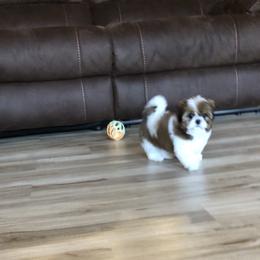 Shih Tzu Puppies from Stevens’ Hidden Acres
