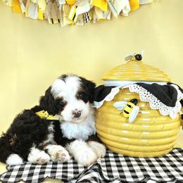 Sunny - Tri-color male Bernedoodle puppy in Mckinney, Texas from M2 Bernedoodles