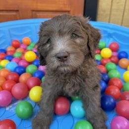 Marina - Brown and white female Saint Berdoodle puppy in Chicago, Illinois from Gentle Giant Saint Berdoodles