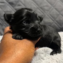 Minion - Black and gold female Yorkshire Terrier puppy in Dallas, Texas from JBzPawz