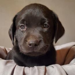 Dilute Retriever Puppies from Wayalife Labradors