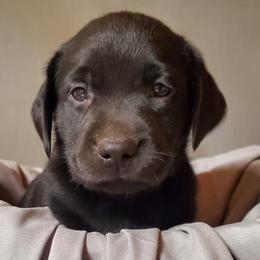 Dilute Retriever Puppies from Wayalife Labradors