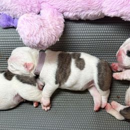 Violet - Fawn brindle and white female Bulldog puppy in Krum, Texas from K & K Little Blessings