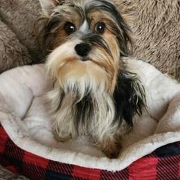Darla - Yorkshire Terrier
