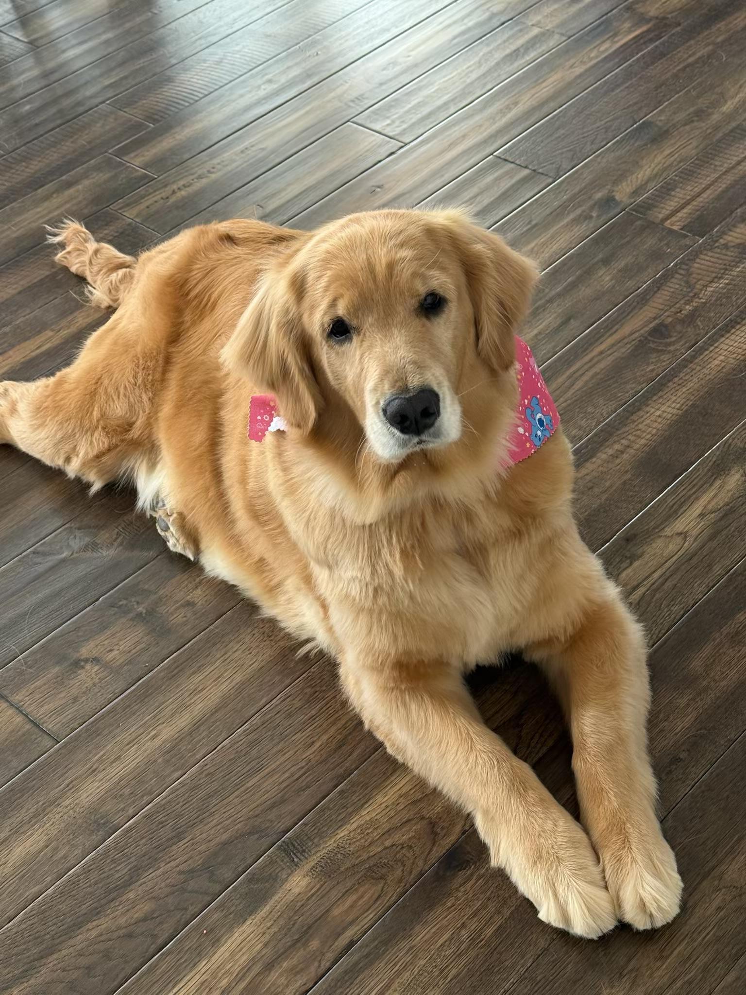 Honeybear
