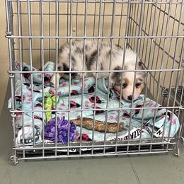 "Early days of crate training" Australian Shepherd Puppies from Mezzo Australian Shepherds