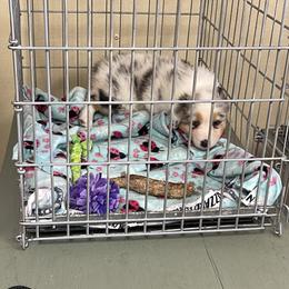 "Early days of crate training" Australian Shepherd Puppies from Mezzo Australian Shepherds
