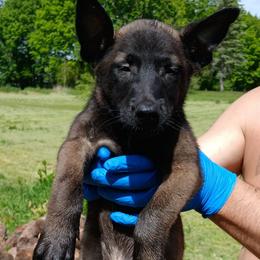 Boy 2 - Fawn sable male Belgian Malinois puppy in Marshall, Michigan from Dream K9