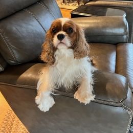 Felice - Cavalier King Charles Spaniel
