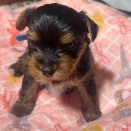 Yorkshire Terrier Puppies from ROYAL PAWS