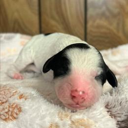 Olive - Parti female Goldendoodle puppy in Pittsburg, Texas from Grace Springs Goldendoodles