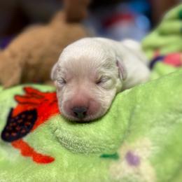 Boy 3 - Yellow male Labrador Retriever puppy in Turner, Maine from Bear Pond Retrievers