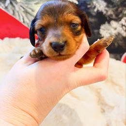 Wrenley 3200 - Red female Dachshund puppy in Sylvania, Alabama from Yancey’s Doxies