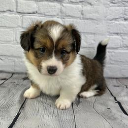 Vixen- fluffy coat - Sable and white female American Corgi puppy in Waskom, Texas from Piney Woods Corgis