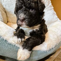 Girl 4 - Tilly - Brown and white female Portuguese Water Dog puppy in Butler, Pennsylvania from Sea Dog PWD Puppies