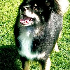 Icelandic Sheepdogs from Hrafnkell Icelandics