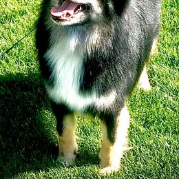 Icelandic Sheepdogs from Hrafnkell Icelandics