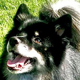 Icelandic Sheepdogs from Hrafnkell Icelandics