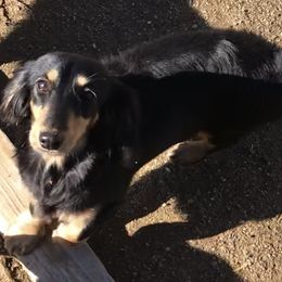Lexie - Dachshund