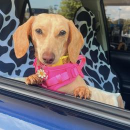 Dachshunds from Crowder Doxies