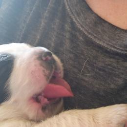 Saint Bernard Puppies from Amber's Saint Bernards