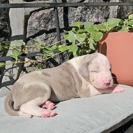 Eden - Silver female Great Dane puppy in Towaco, New Jersey from MommaDukes Danes