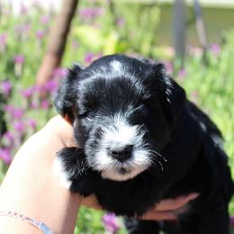 Boy 2 - Black male Miniature Schnauzer puppy in Santa Ana, California from Thehood_weenies
