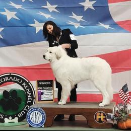 FATE - Great Pyrenees