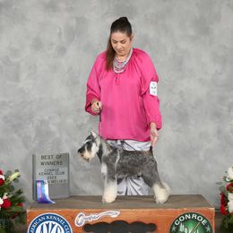 Fabian - Miniature Schnauzer