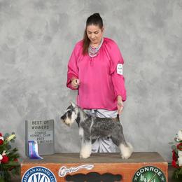 Fabian - Miniature Schnauzer