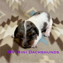 Queen - Dapple female Dachshund puppy in Carlsbad, Texas from MV Mini Dachshunds