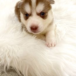 Siberian Husky Puppies from Vixen Siberians