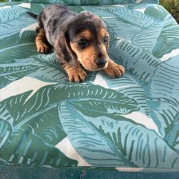 Spot - Dapple male Dachshund puppy in Newcomerstown, Ohio from Rose's Dachshunds