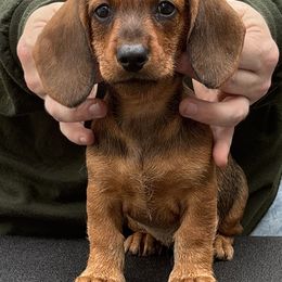 Dachshund Puppies from Passport Dachshunds