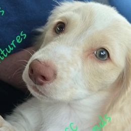 Dachshunds from CC Dachshunds and Adventures