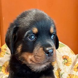 Purple - Black and mahogany male Rottweiler puppy in Williamsfield, Illinois from Jestors Rottweilers