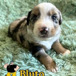 Bluto - Blue merle male Miniature American Shepherd puppy in Millington, Tennessee from Goading Glee Glade
