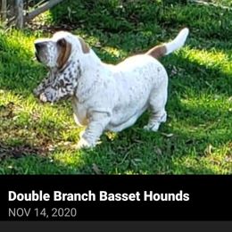 Basset Hound Puppies from Double Branch Basset Hounds