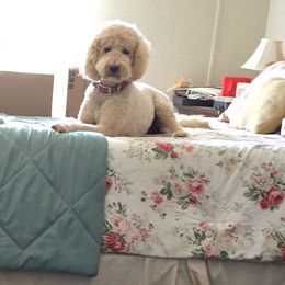 Lolli - Goldendoodle