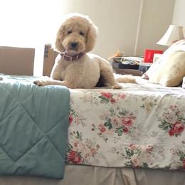 Lolli - Goldendoodle