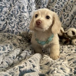 Dachshund and French Bulldog Puppies from Scarlet Sons Frenchies