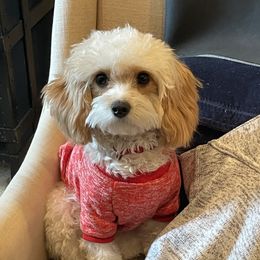 Fiona - Cavapoo