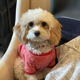 Fiona - Cavapoo